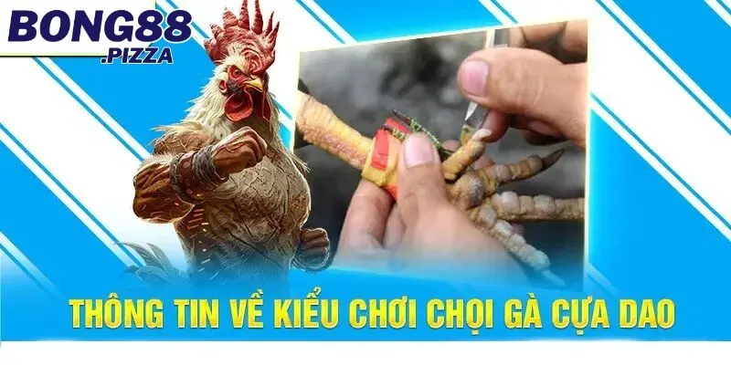 Đá Gà Cựa Dao - Bí Quyết Đặt Cược Luôn Thắng Từ Bong88