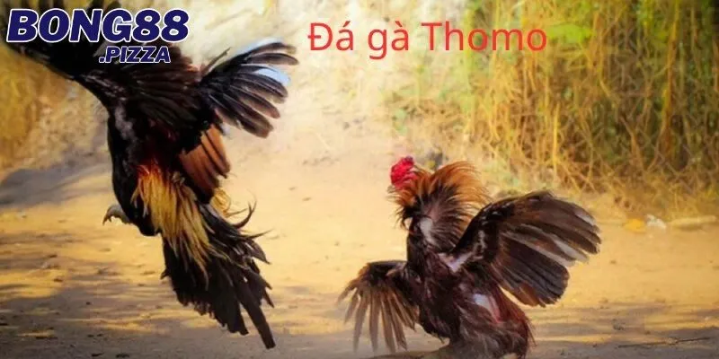 Đá gà Thomo hôm nay địa chỉ này ở đâu?