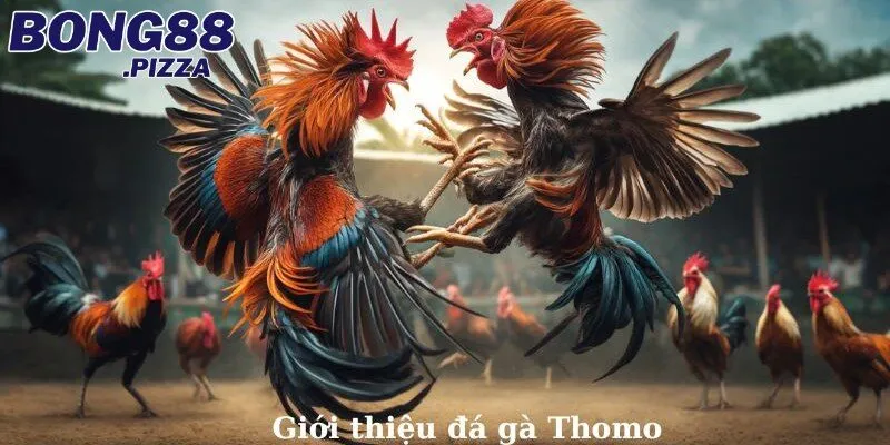 Đá Gà Thomo Hôm Nay: Quy Tắc Ngầm Khi Tham Gia Đặt Cược