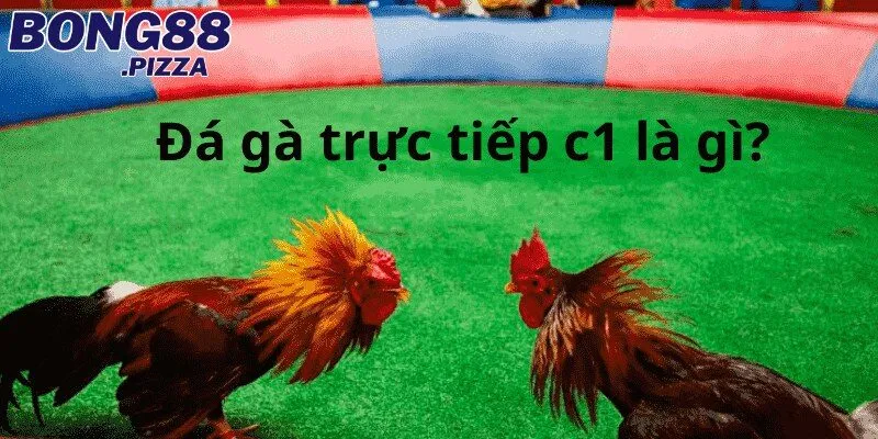 Đôi nét thông tin trực tiếp đá gà C1